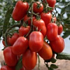 томат жемчужина сибири (2).JPG